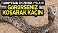 Engerek yılanı dehşet saçtı! Elazığ ve Kocaeli'de dev yılan dehşet saçtı,  ısırığıyla biçti geçti İstila başladı