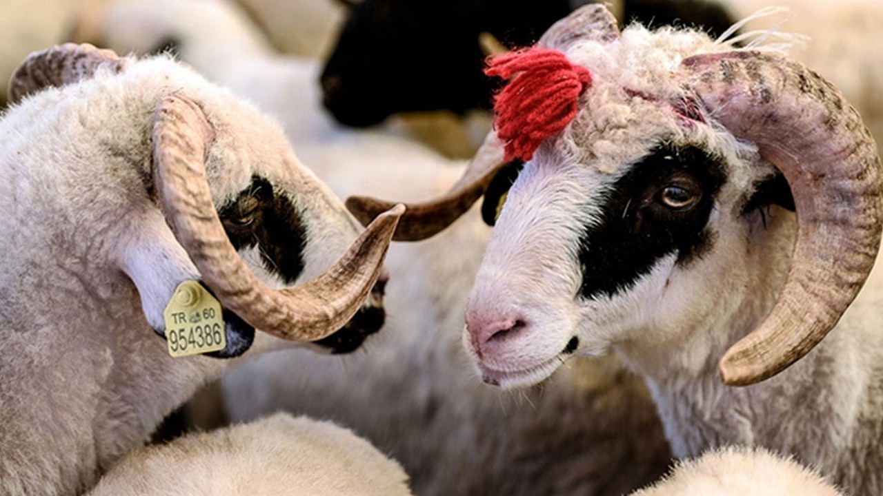 Kurbanlık Alışverişini Kredi Kartı ile Yapacaklar Dikkat! Diyanet'ten Uyarı Geldi! Kredi Kartıyla...