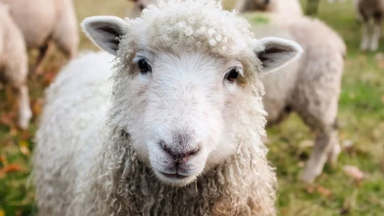 TİGEM 300 Koyun Kredi Desteği Devam Ediyor: Süre Dolmadan Başvuru Yapabilirsiniz!