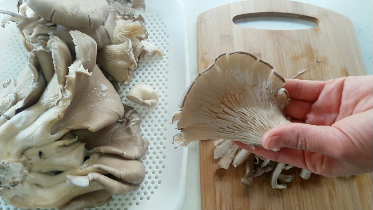 Evden Çalışmak İsteyenlere Büyük Gelir Kapısı: Evde İstiridye Mantarı Nasıl Yetiştirilir? 3