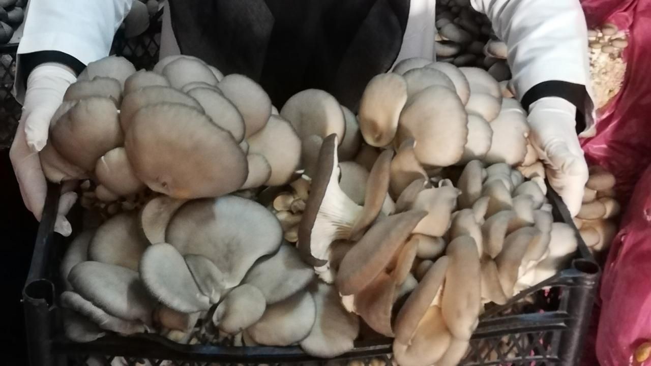 Evden Çalışmak İsteyenlere Büyük Gelir Kapısı: Evde İstiridye Mantarı Nasıl Yetiştirilir? 2