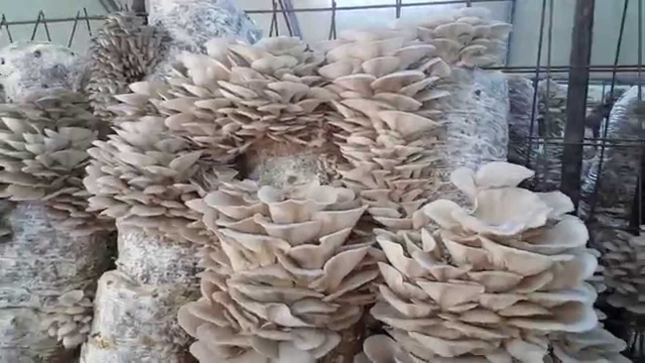 Evden Çalışmak İsteyenlere Büyük Gelir Kapısı: Evde İstiridye Mantarı Nasıl Yetiştirilir? 1