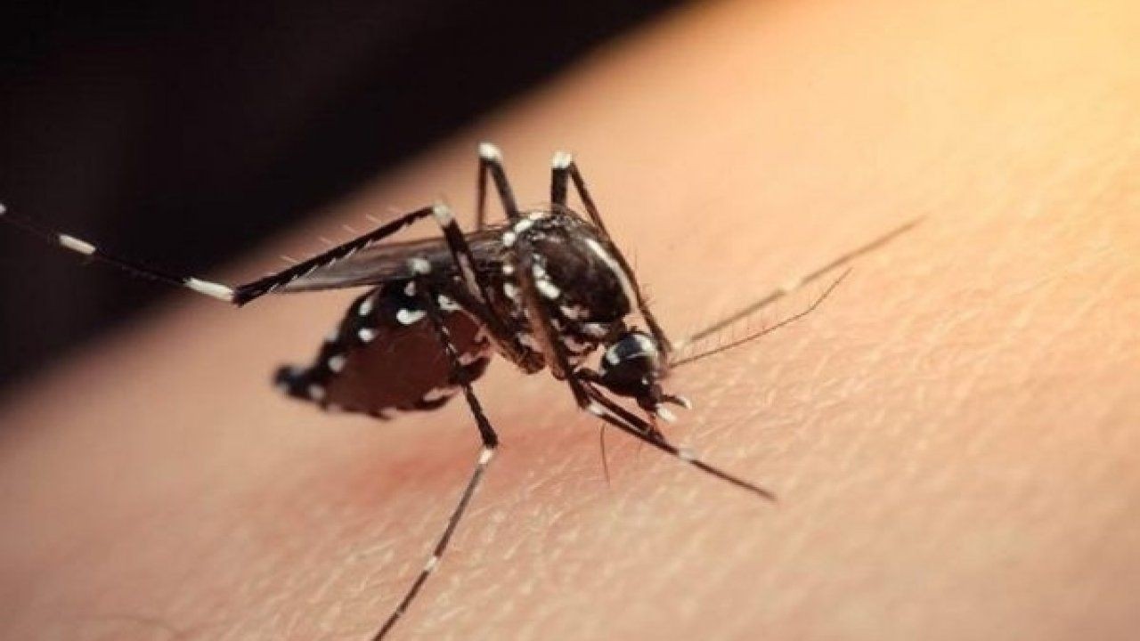 Sivrisinekler O İnsanlara Çekiliyor! Sivrisinekler Neden Hep Tek Bir Kişiyi Tercih Ediyor? 2