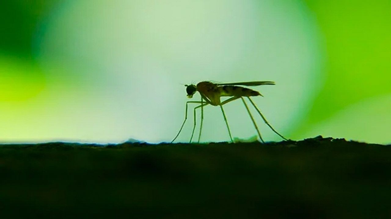 Sivrisinekler O İnsanlara Çekiliyor! Sivrisinekler Neden Hep Tek Bir Kişiyi Tercih Ediyor? 3