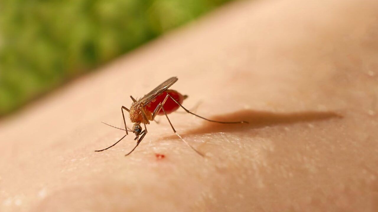 Sivrisinekler O İnsanlara Çekiliyor! Sivrisinekler Neden Hep Tek Bir Kişiyi Tercih Ediyor? 6