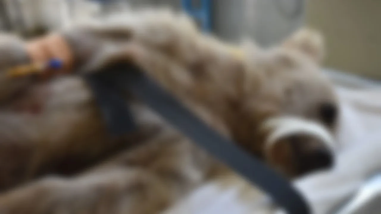 Kars'ta Bitkin Bulunan Bozayı Yavrusu Tedavi Altına Alındı