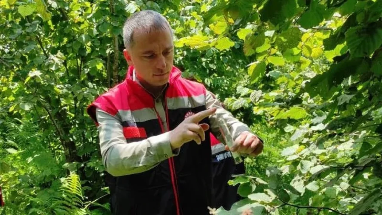 Rize'de Kokarcayla Mücadele İçin Doğaya 50 Bin Samuray Arısı Salındı