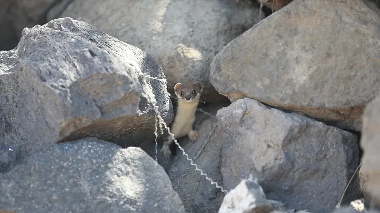 Koruma Altındaki Gelincik Kars Kırsalında Görüntülendi