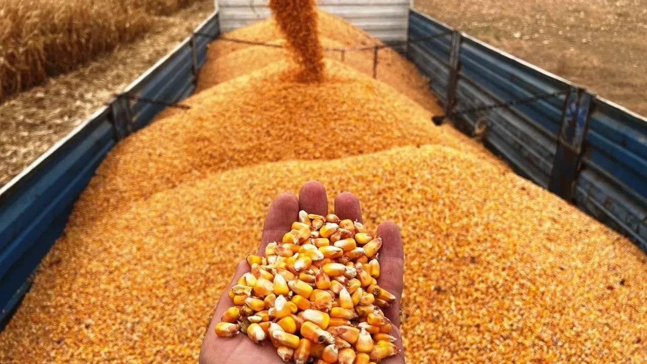 Mısır İthalatında Gümrük Vergisi Sıfırlandı: 500 Bin Tonluk Tarife Kontenjanı Açıldı