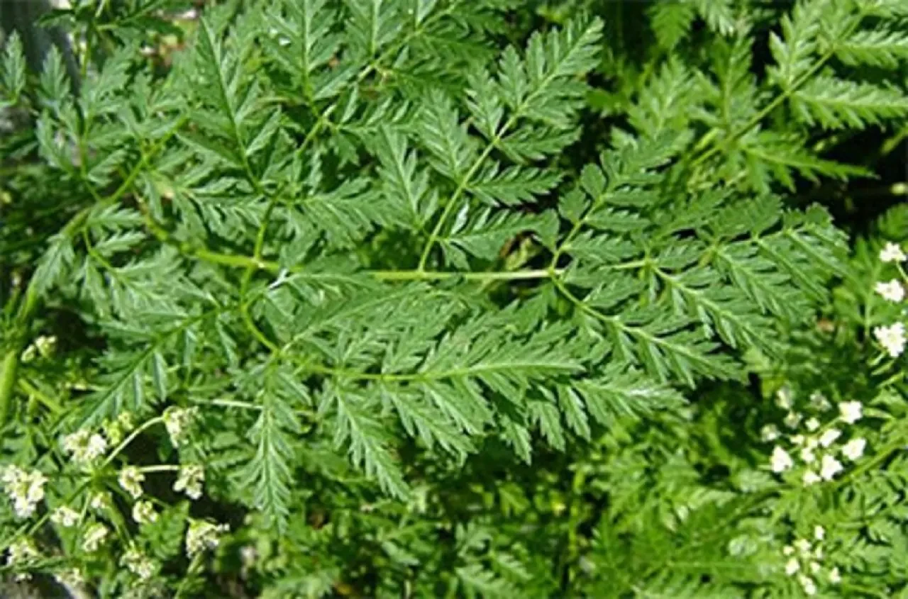 Maydanoza Benzetiliyor Gülümseyerek Öldürüyor