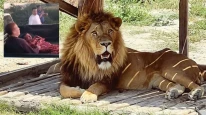 Manavgat’ta ‘Aslan Zeus’ Dehşeti