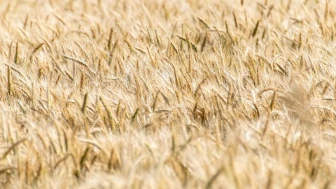 Hububat ve Bakliyatta 3 Ayda 2,8 Milyar Dolarlık İhracat Yaptık