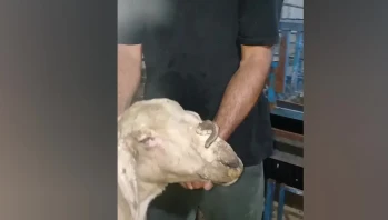 Burnunda Boynuz Çıkan Keçi Görenleri Şaşırttı