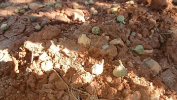 Aydın'da Yol Çalışması İncire Zarar Verdi