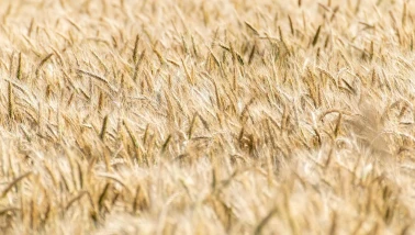 Hububat ve Bakliyatta 3 Ayda 2,8 Milyar Dolarlık İhracat Yaptık