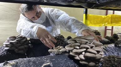 Evden Çalışmak İsteyenlere Büyük Gelir Kapısı: Evde İstiridye Mantarı Nasıl Yetiştirilir?