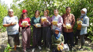 Bu meyve için Rusya'dan geliyorlar! Kasa kasa alıyorlar.. Türkiye'de meyvenin kraliçesi bu yıl da büyük verimli hasat  dönemi geçirdi..