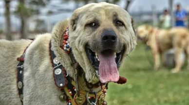 Türk Malaklısı Avrupa'ya ün saldı.. Dev köpek her gün 4 tam tavuğu yiyor! Köpeğin aylık masrafı dudak uçuklatıyor...