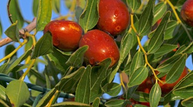 Kilosu 50 TL'den satılıyor Faydaları saymakla bitmiyor! Çit niyetine diktiler ek gelir kapısı oldu!