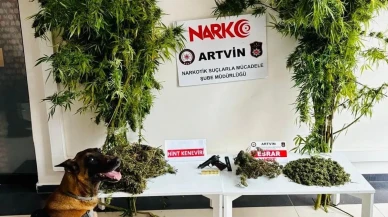 Artvin'de 1 Kilo 151 Gram Esrar Ele Geçirildi