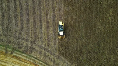 Çerezlik Ayçiçeği Üreticinin Yüzünü Güldürdü