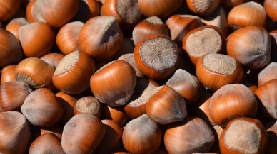 TMO Stoklarındaki Fındıkları Satıyor