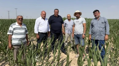 Ömer Fethi Gürer Mısır Üreticilerini Dinledi: İthalat Darbesi Üretimi Vuruyor