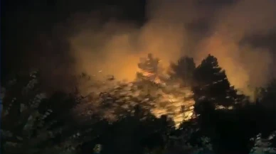 Beykoz'da Ormanlık Alanda Çıkan Yangın Söndürüldü