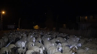 Malatya'da Kazada 13 Küçükbaş Hayvan Telef Oldu