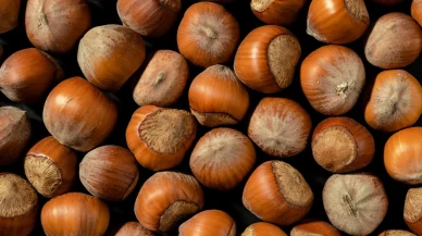 2025 Yılının İlk 20 Fındık İhracatçısı Açıklandı