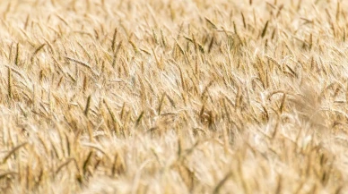 Hububat ve Bakliyatta 3 Ayda 2,8 Milyar Dolarlık İhracat Yaptık