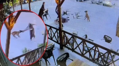 Köpeğin Saldırdığı Kadın Ölümden Döndü