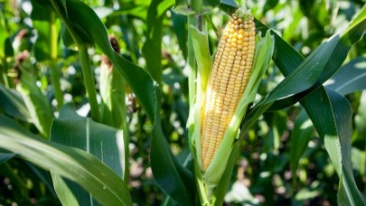 Mısır Hasadı Başladı ve Mısır Alım Fiyatını Açıkladı! Kozan Ziraat Odası Başkanı Şahbazoğlu'ndan Önemli Açıklama