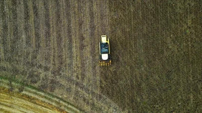 Çerezlik Ayçiçeği Üreticinin Yüzünü Güldürdü