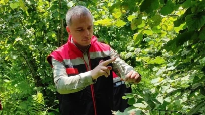 Rize'de Doğaya 50 Bin Samuray Arısı Salındı