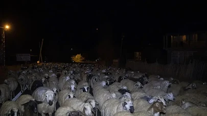 Malatya'da Kazada 13 Küçükbaş Hayvan Telef Oldu