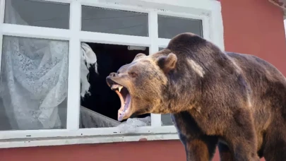 Ayılar İkinci Kattaki Eve Pencereden Daldı