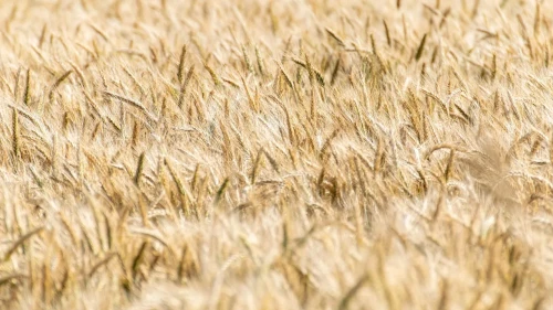 Hububat ve Bakliyatta 3 Ayda 2,8 Milyar Dolarlık İhracat Yaptık