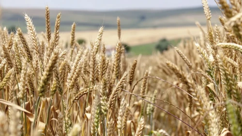 Küresel Gıda Krizi ve Kıtlık Uyarısı