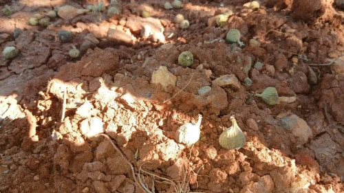 Aydın'da Yol Çalışması İncire Zarar Verdi