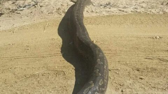 Burası Afrika değil Türkiye! Dev yılan kargayı yakaladığı gibi... Görenlerin ağzı açık kaldı,  o ilimizde istila başladı!