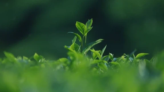 Üreticiler 2025 Yılı Yaş Çay Alım Fiyatını Açıkladı