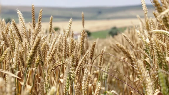 Küresel Gıda Krizi ve Kıtlık Uyarısı