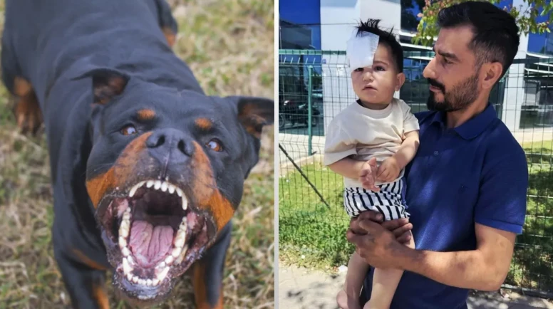 Köpek Saldırısına İdari Soruşturma