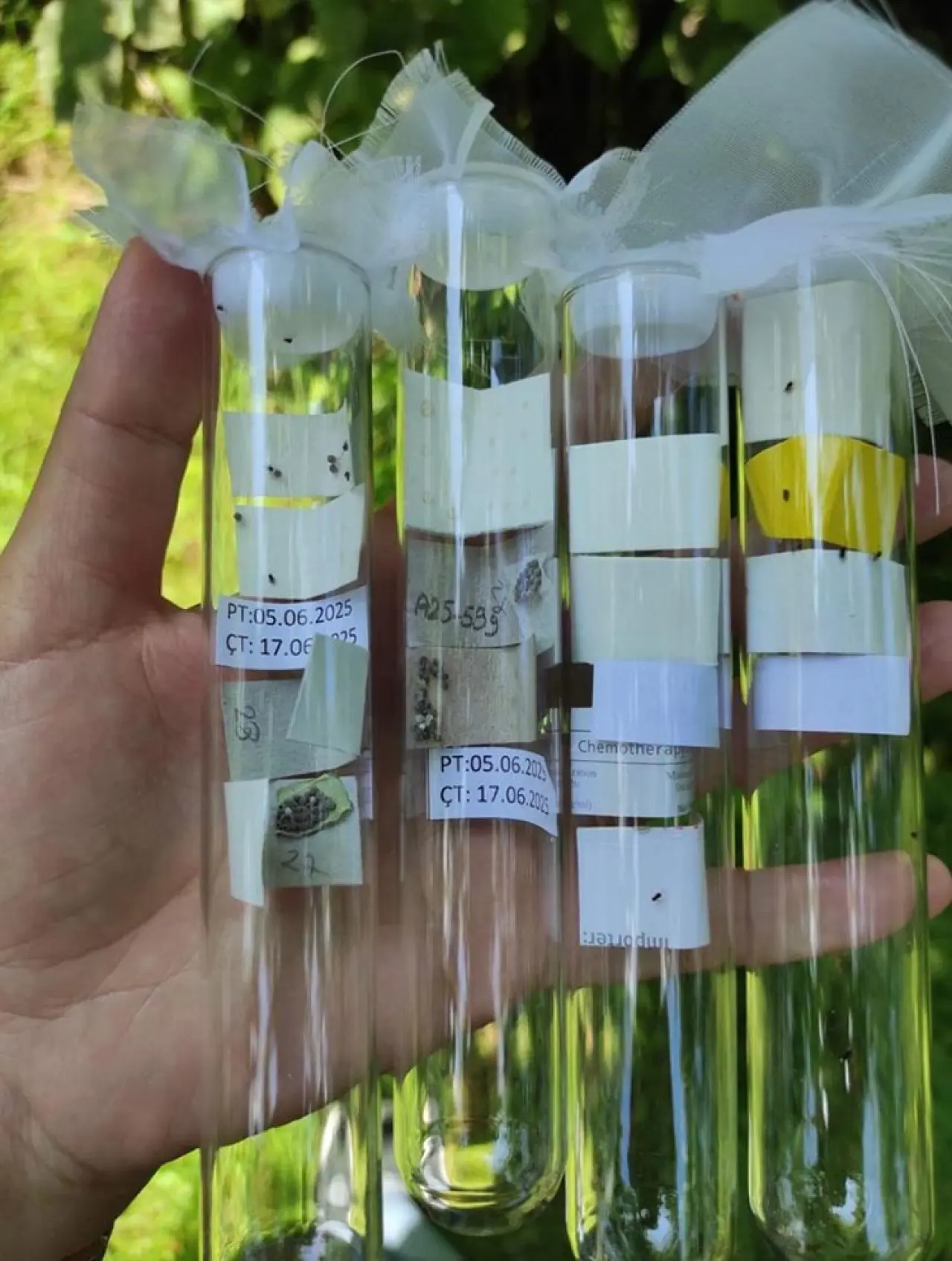 Rize'de 50 bin samuray arısı doğaya salındı