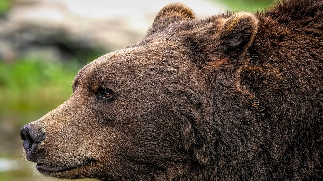 Ayı Kostümü Kullanarak Araçlara Zarar Verdi... Altında Dolandırıcılık Çıktı