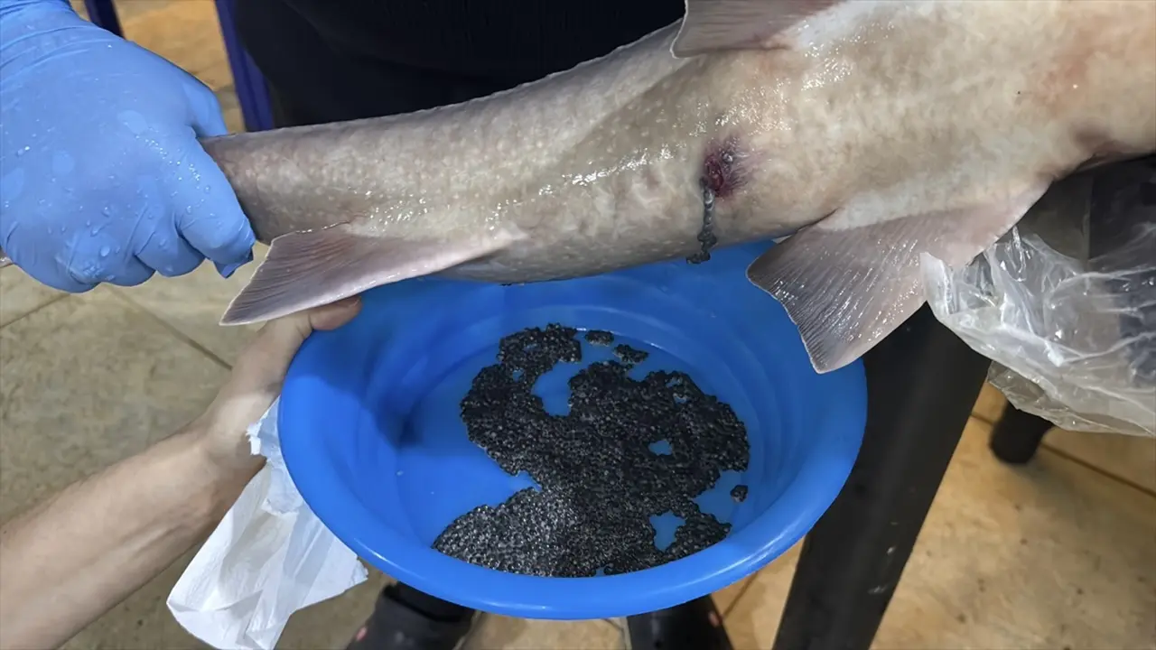 Rize'de Kilogramı Servet Değerinde Olan Balık İçin Seferberlik